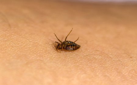 Dead Bed Bug Shells: What They Mean and How to Eliminate the Threat