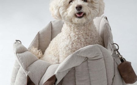 Choosing the Right Dog Carrier for Safe and Comfortable Travel