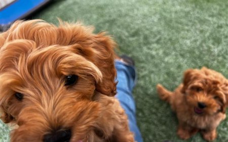 Tired of Tug of War Walks Meet the Leash Thats Changing the Game for Dog Owners