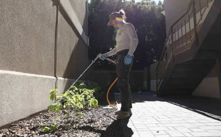 Top-Notch Pest Control in Dubai: Keep Your Home Pest-Free