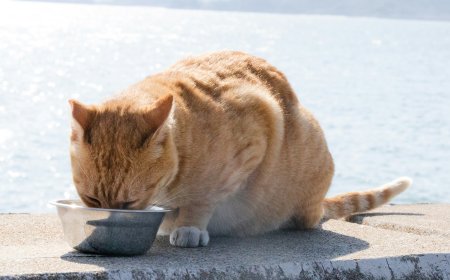 Best Cat Food Brands for Indoor Cats in 2025