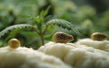 What to Expect From a Modern Cannabis Store: Beyond the Basics