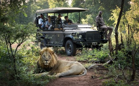 Is the African Safari a Bad Experience?