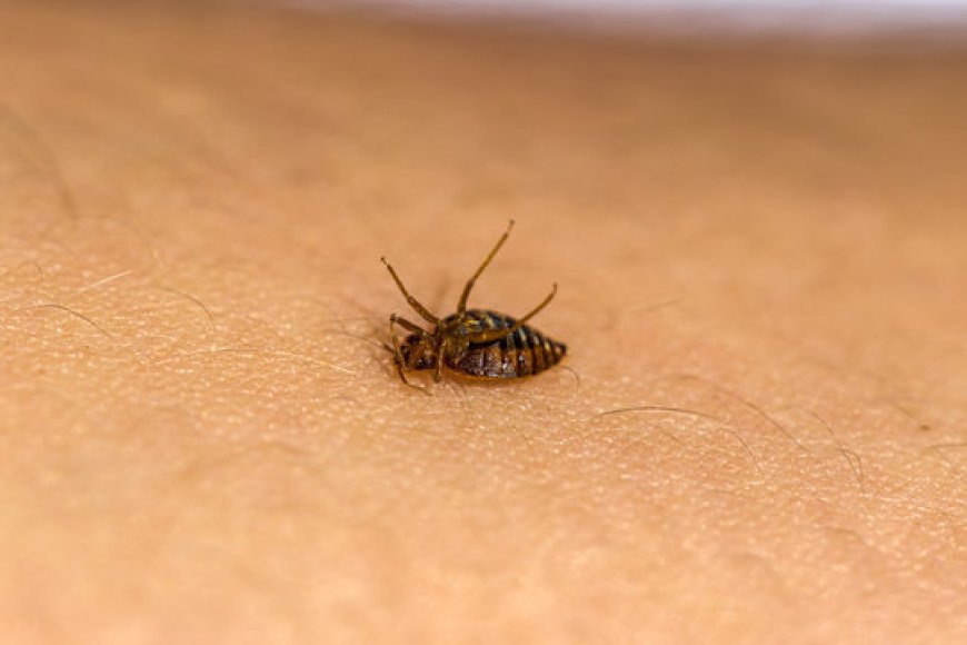 Dead Bed Bug Shells: What They Mean and How to Eliminate the Threat