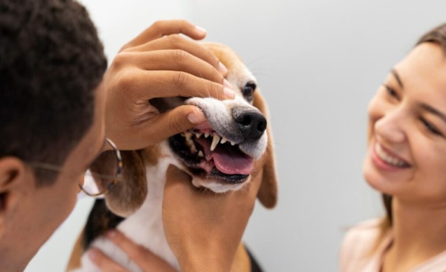 Why Pet Dental Extractions Are Essential for Your Pet’s Health and Happiness
